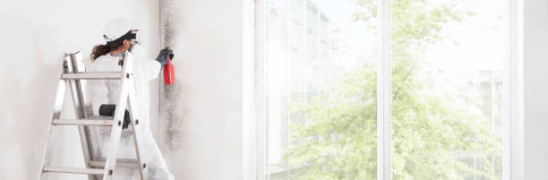 Best Water Damage & Mold Remediation  in Kittredge, CO