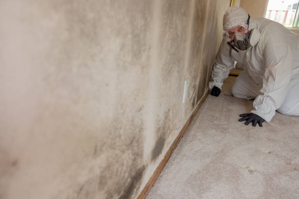 Reliable Kittredge, CO Mold Removal Solutions